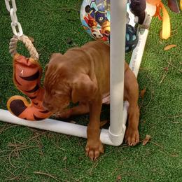 Vizsla Puppies from Char's Vizslas
