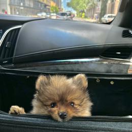 Pomeranian Puppies from Premium Poms