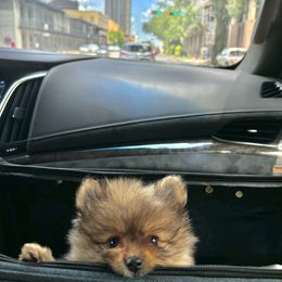Pomeranian Puppies from Premium Poms