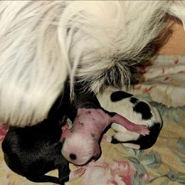 Chihuahua and Chinese Crested Puppies from Western Kentucky Chihuahua’s and Chinese Crested’s