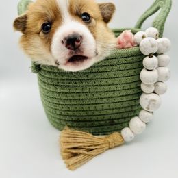 Pembroke Welsh Corgi Puppies from West Coast Corgi