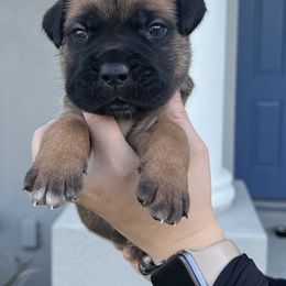 Cane Corso Puppies from Valyrian Cane Corsos