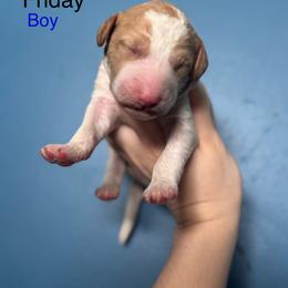 Friday - Parti male Goldendoodle puppy in Suring, Wisconsin from Black Oak Doodles