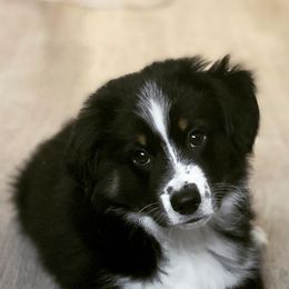 Australian Shepherds from Alissa's Australian Shepherds