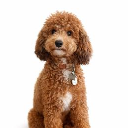 Cinnamon - Goldendoodle