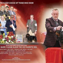 Bam Bam - English Toy Spaniel