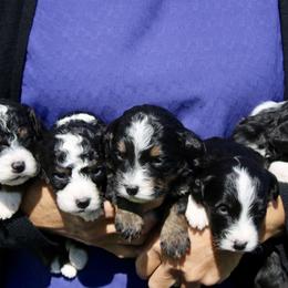 Bernedoodles and Pomskies from Arlene Hershberger