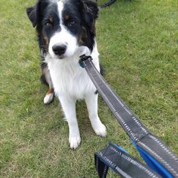 Harley - Australian Shepherd