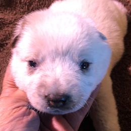 Boy 2 - Red speckled male Australian Cattle Dog puppy in Sheridan, Oregon from 6pk Cattledogs