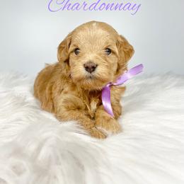 Aussiedoodle and Goldendoodle Puppies from Dandy Doodle Ranch