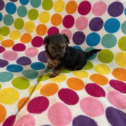 Gigi - Black and tan male Yorkshire Terrier puppy in Redford Township, Michigan from Childress Yorkies