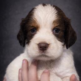 Realm - Liver and white female English Springer Spaniel puppy in Florida from Thunderbird Springers
