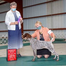 German Shorthaired Pointer Puppies from Liebmeister Kennels