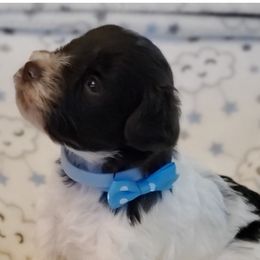 Miniature Schnauzers from Lorrie Duckett
