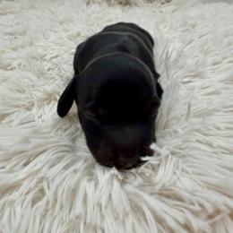 Butterfinger - Black and tan male Dachshund puppy in Bartlett, Illinois from Dachshundsnextdoor