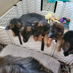 German Shepherd Puppies from Vom Feuer Shepherds