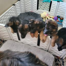 German Shepherd Puppies from Vom Feuer Shepherds