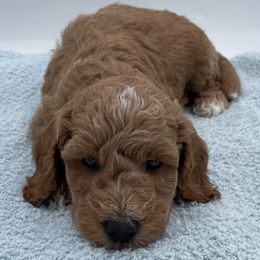 Duke - Red  male Goldendoodle puppy in Kansas City, Kansas from Bella & Ivy’s Mini Goldendoodles of KC