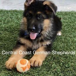 German Shepherd Puppies from Central Coast German Shepherds