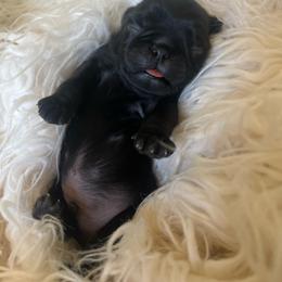 'Schroeder' Black boy 2 - Black male Pug puppy in Onalaska, Washington from Cupid’s Pugs