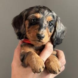 Dachshund Puppies from Krysta Wasson