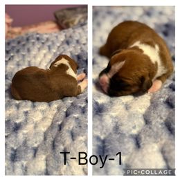 T-Boy -1 - Fawn male Boxer puppy in Evington, Virginia from Buffalo Creek Boxers