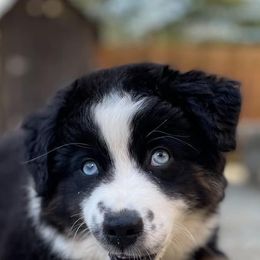 Miniature Australian Shepherd Puppies from Dusty Dogs Miniature Australian Shepherds