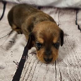 Sam - Red male Dachshund puppy in Anaconda, Montana from Williams Family Dachshunds