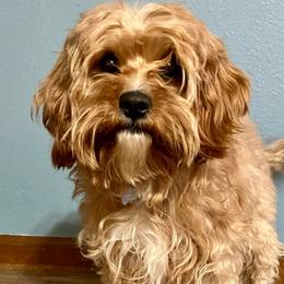 Willow - Cavapoo