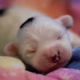 Frisco - White male Lowchen puppy in Fort Collins, Colorado from Dragonne Lowchen