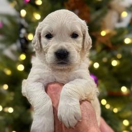 Eevee - Brown - Light golden female Golden Retriever puppy in Salt Lake City, Utah from Soaring golden retrievers