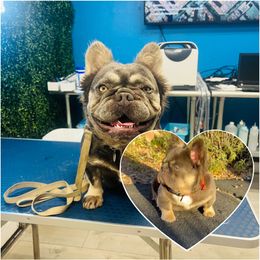 Chloe - French Bulldog