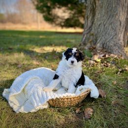 Stella - Tri-color female Bernedoodle puppy in Bremen, Indiana from Farmland Doodles