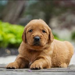 Niall - Dark golden male Golden Retriever puppy in Saint Joe, Indiana from Golden Acres Farm