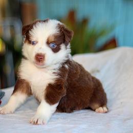 Elora - Red tri-color female Australian Shepherd puppy in Bloomington, California from Oro’z Farm Aussies