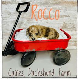 Rocco - Dapple male Dachshund puppy in Cincinnati, Ohio from Caines Dachshund Farm