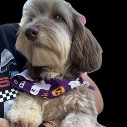 Tutter - Dachshund