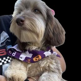 Tutter - Dachshund
