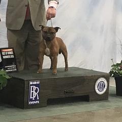 Staffordshire Bull Terriers from Rasstaff