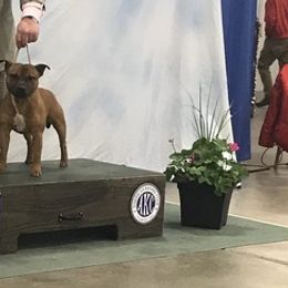 Staffordshire Bull Terriers from Rasstaff