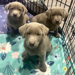 Dilute Retriever Puppies from Summer Lovin’ Labradors of Southern