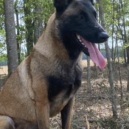Nooky - Belgian Malinois