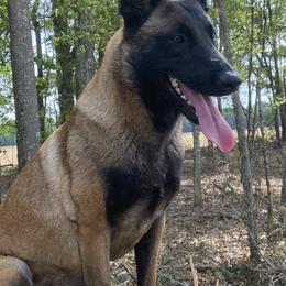 Nooky - Belgian Malinois