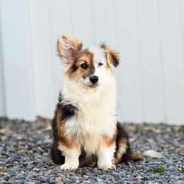 Cruella - Pembroke Welsh Corgi