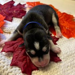 Siberian Husky Puppies from Hito's Huskies