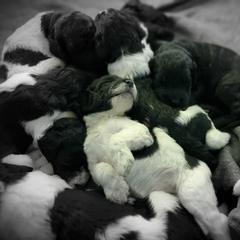 Double Doodle and Poodle Puppies from Perfect Poodles and Doodles LLC