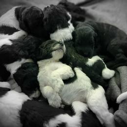 Double Doodle and Poodle Puppies from Perfect Poodles and Doodles LLC