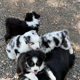 Miniature American Shepherd Puppies from Melissa Medina