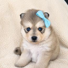 Sally - Wolf sable female Pomsky puppy in Grass Valley, California from Karalot Pomskies
