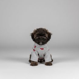 Bentley Blue - Phantom male Poodle puppy in Pasorobles, California from AVCpoodles